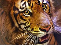 ������� �� �������� �������� �������������