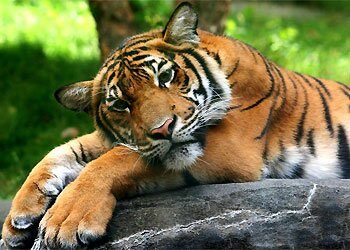 � ������������� ������� ���� �����