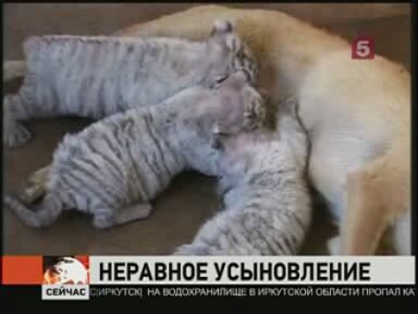 � ��������� ����������� ������ ��������� ������ (�����)