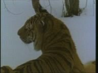 �������� ����