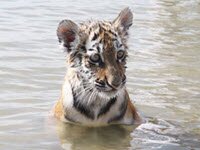 ������������� �������� ����� ��������� � ������� (2 �����)