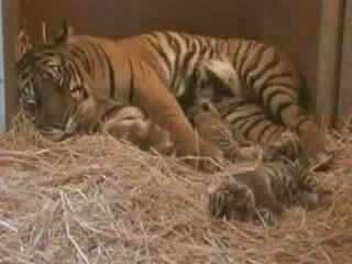 ������� ������ ������