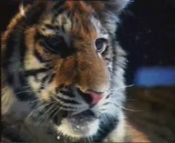 ���������� �������� ���-�� (2008)