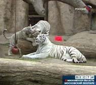 � �������� �������� ����������� (�����)