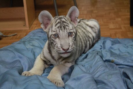 ������������ �������, �� �������� ���������� ����, �������� ���������� ����������������� �������� (�����)