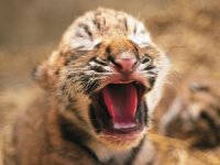 ��������, ����������� � �������� ��������, ����� ������ ������ ��������