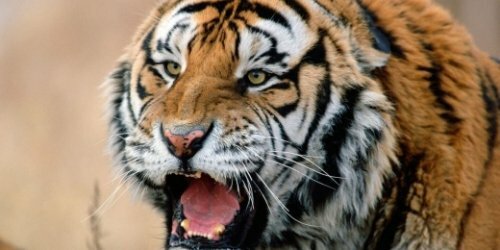 ���� ������ � ������ ������� � ��������