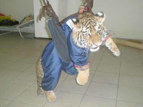 �������� �����