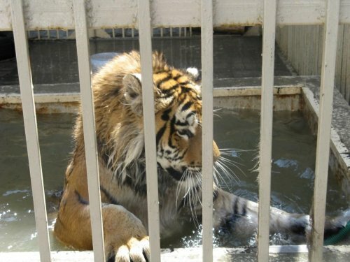 �������� �����