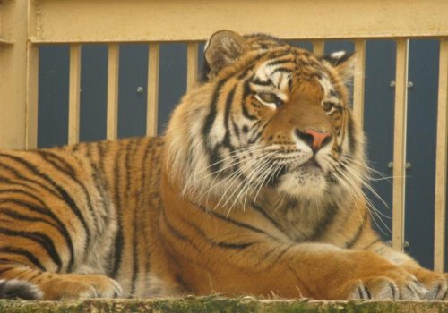 �������� �����