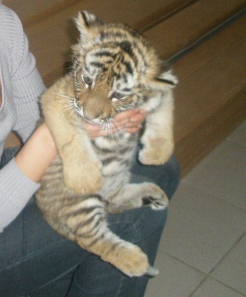 �������� �����