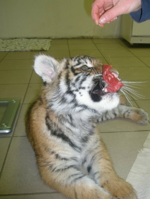 �������� �����