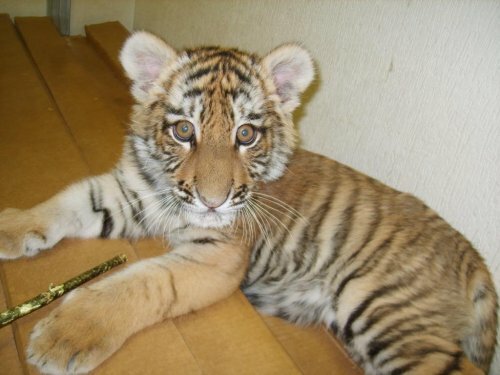 �������� �����