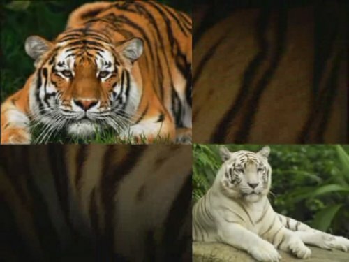 �������� �����-���