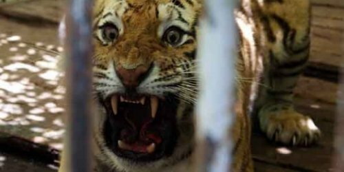 � ������ ���� "�����" �� ��������� ������� �������