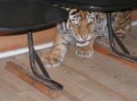 � ������� ������ (WWF ������). ������� � ������� ����� WWF ������ � ���� �������� ����������� ����