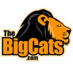 The Big Cats