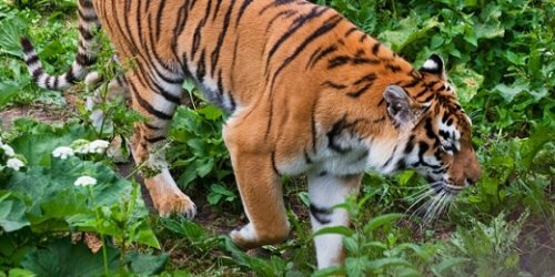 ������� ������� ���������� ������ �����