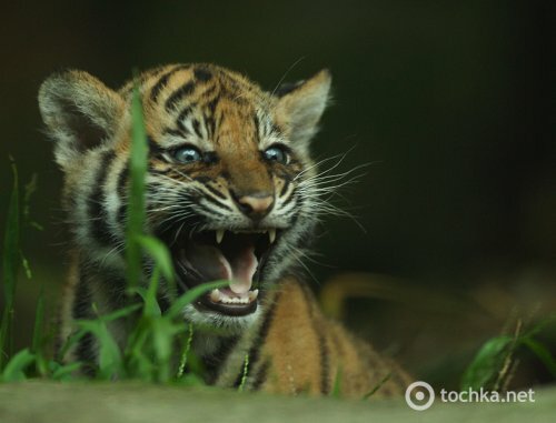 � �������� ��������� �������� ���� ������ ������ ������ (����, �����)