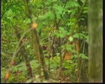 ��� � ����� �������?