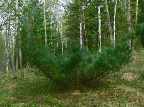 ������������ ���� "��� �����"