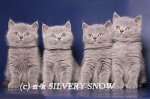 �������� "Silvery Snow"