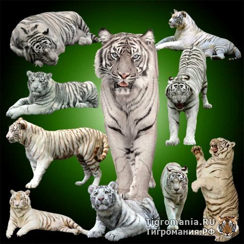 ����� ����������� ����� � PSD