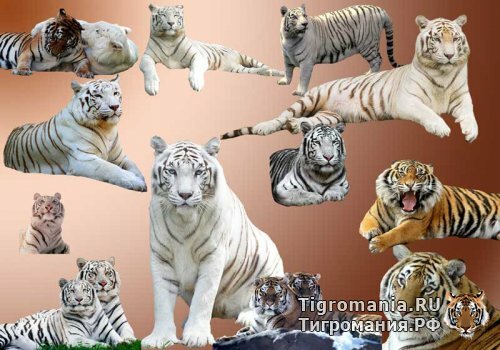 ����� ����� � ����� � PSD