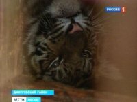 ��������� �������� (�����)