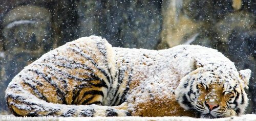 ���� ��������� ��� ������� �������