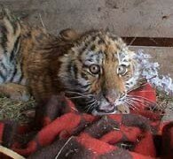 �� ��������� ����������� - ��������� ������ ����������� ��������