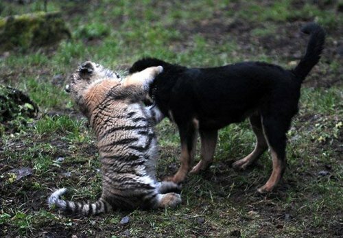 ������� ���������� (�����)