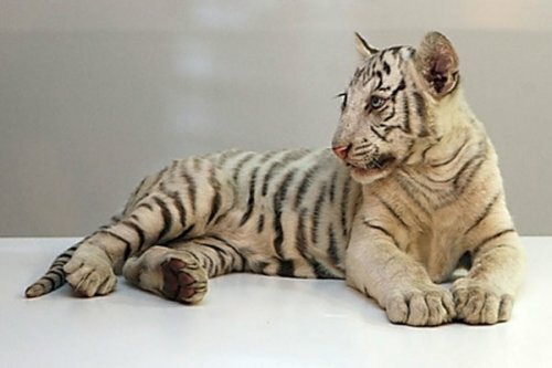 � ���� ������� ������� �� ������ ����� ��� ������� �������