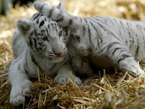 ������ ����������� ���������� ��� ��� �������� ������ ���� ���� � ������ (�����)