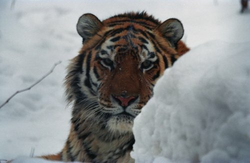 ����������� ��������� ����� � �������� �����������������