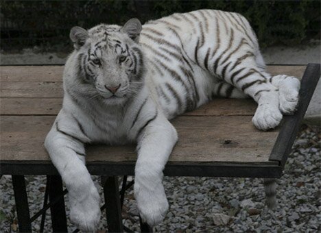 ������� ���������� ������ �� ��������