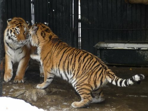 ���������� ������� ����� � �����