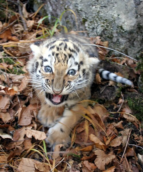 ��� ������� ���� � ���� ����