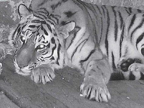 �������� ������ ����