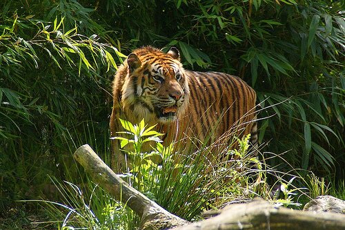 ����. ��������� ��������.