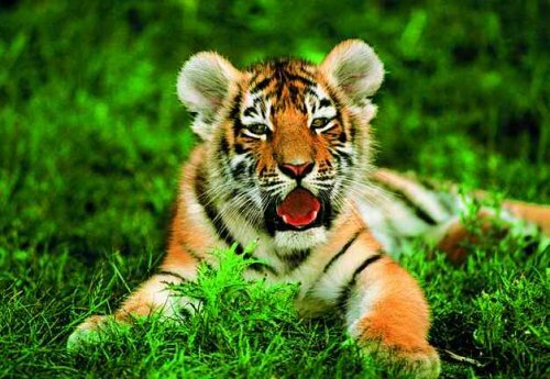 ���������� �������, ��������� ���������� � ��������, ��� �� ��������