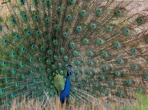 ������������ ����� �����