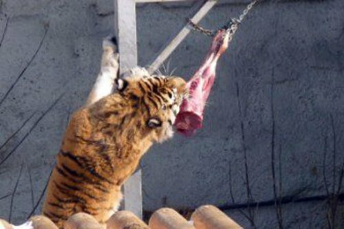 � ���������� ������� �������� zoo�