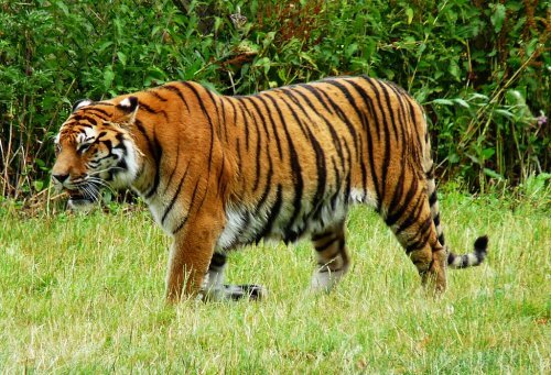 ����. ��������� ��������.