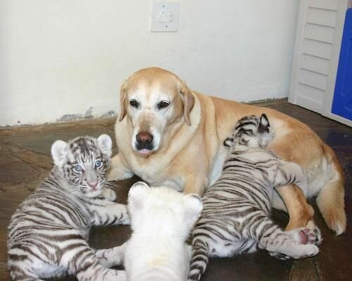 ������ ����