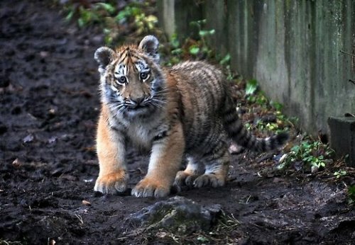 � ������� ������ �������� �� ���������, �������� ����������