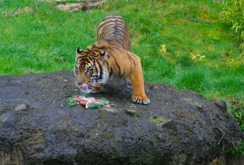 ��������-���� �� ��������