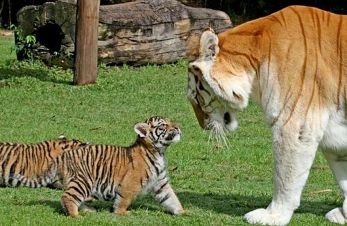 ����� ����� ����������� ������ (����, �����)