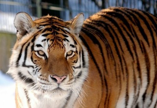 � ������� �������� ���� �������� ���� ����