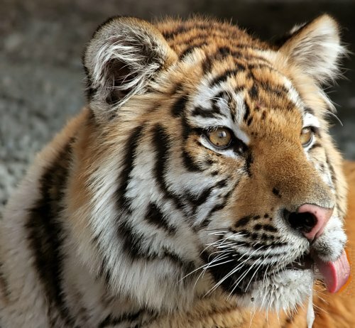 ������� ������ ���� ������� 19 �� ����� �������� (����, �����)